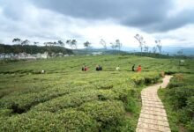 emerging business opportunities exploration