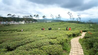 emerging business opportunities exploration